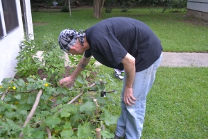 David looking for cucumbers